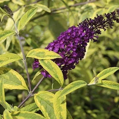 Буддлея давида САНТАНА   Буддлея давида САНТАНА  в Липецке