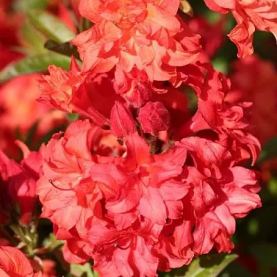 Азалия ФОЙЕРКОПФЕН крупноцветковая  Азалия ФОЙЕРКОПФЕН крупноцветковая в Липецке