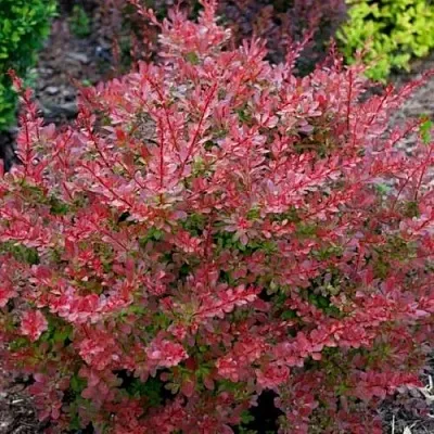 Барбарис ГОЛДЕН РИНГ тунберга  Барбарис ГОЛДЕН РИНГ тунберга в Липецке