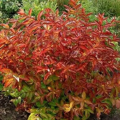 Вейгела ОГНЕННЫЕ КРЫЛЬЯ  Вейгела ОГНЕННЫЕ КРЫЛЬЯ в Липецке