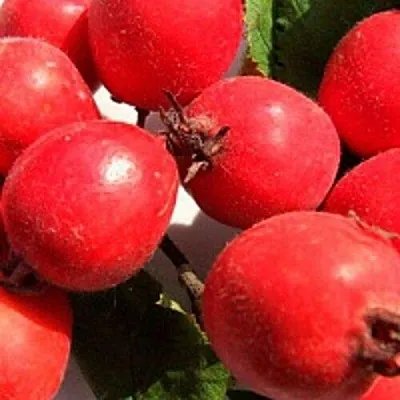 Боярышник КРУПНОПЛОДНЫЙ в Липецке