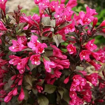 Вейгела БЛЭК РУБИ  Вейгела БЛЭК РУБИ в Липецке