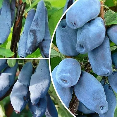 Комплект СИЯНИЕ ГЛАЗ в Липецке