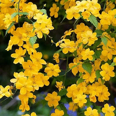 Керрия  Керрия в Липецке