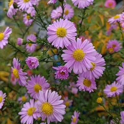 Астра СТРОУБЕРРИ ЭНД КРИМ новобельгийская  Астра СТРОУБЕРРИ ЭНД КРИМ новобельгийская в Липецке