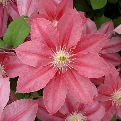 Клематис ЛИТЛ МЕРМЕЙД  Клематис ЛИТЛ МЕРМЕЙД в Липецке