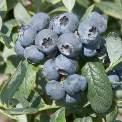 Голубика БРИГИТТА — описание сорта Голубика БРИГИТТА в Липецке