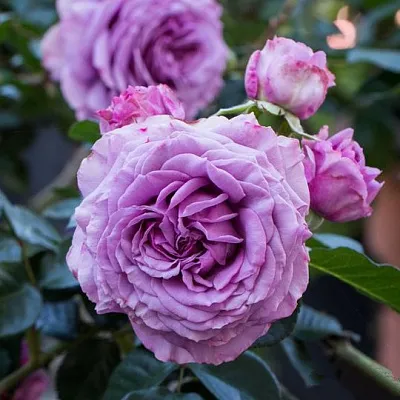 Саженцы роз СИЛЬВЕР КВИК плетистая  Саженцы роз СИЛЬВЕР КВИК плетистая в Липецке