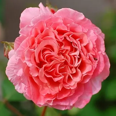 Саженцы роз ЛОРАН КАБРОЛЬ шраб  Саженцы роз ЛОРАН КАБРОЛЬ шраб в Липецке