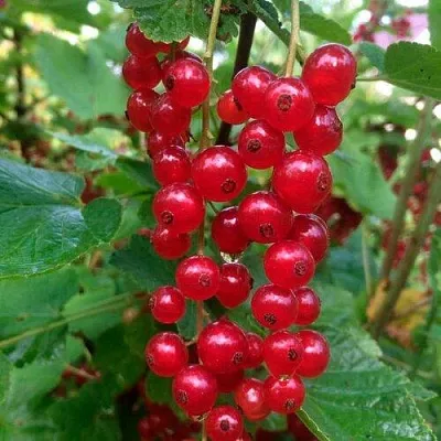 Смородина красная КОНСТАНТИНОВСКАЯ  Смородина красная КОНСТАНТИНОВСКАЯ в Липецке