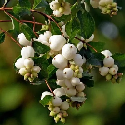 Снежноягодник  Снежноягодник в Липецке