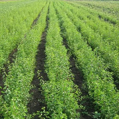 Подвой сливы ДИКАЯ АЛЫЧА в Липецке