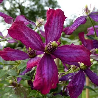 Клематис СВИТ САММЕР ЛАВ  Клематис СВИТ САММЕР ЛАВ в Липецке