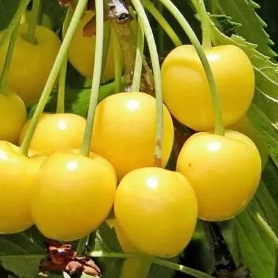 Черешня РОССОШАНСКАЯ ЗОЛОТАЯ  Черешня РОССОШАНСКАЯ ЗОЛОТАЯ в Липецке