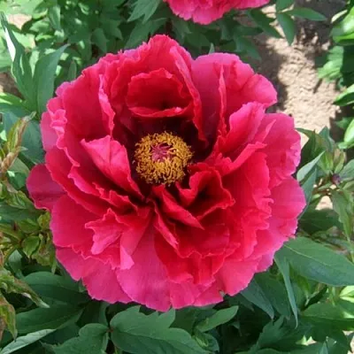 Пион КРАСНЫЙ ГИГАНТ древовидный  Пион КРАСНЫЙ ГИГАНТ древовидный в Липецке