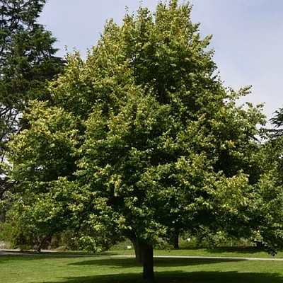 Липа сердцевидная в Липецке