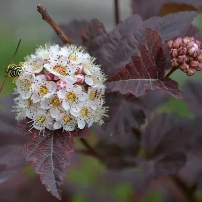 Пузыреплодник  Пузыреплодник в Липецке