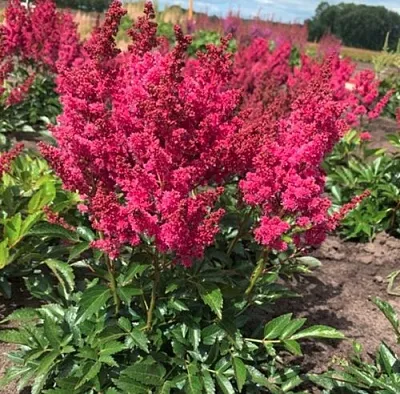 Астильба ЛАКИ ДЕЙ Арендса  Астильба ЛАКИ ДЕЙ Арендса в Липецке