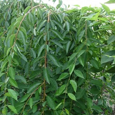 Черешня ПЕНДУЛА декоративная  Черешня ПЕНДУЛА декоративная в Липецке