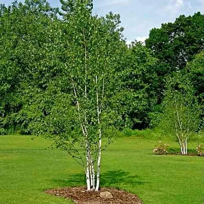 Береза бумажная  Береза бумажная в Липецке