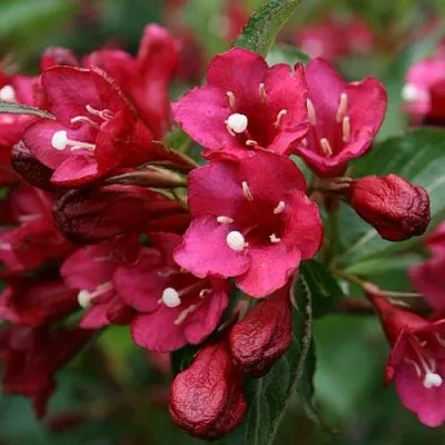 Вейгела ЕВА РАТКЕ  Вейгела ЕВА РАТКЕ в Липецке