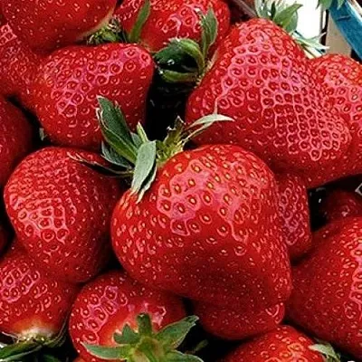 Клубника КЛЕРИ в Липецке