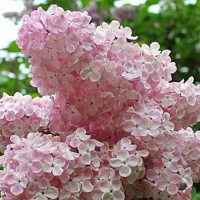 Сирень ВЕЧЕРНИЙ ЗВОН  Сирень ВЕЧЕРНИЙ ЗВОН в Липецке