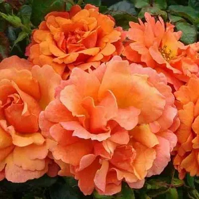 Саженцы роз БРИДЖ ОФ САЙЗ плетистая  Саженцы роз БРИДЖ ОФ САЙЗ плетистая в Липецке