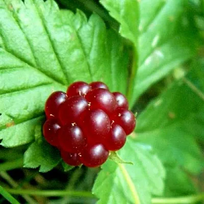 Княженика ЭЛПЕ  Княженика ЭЛПЕ в Липецке