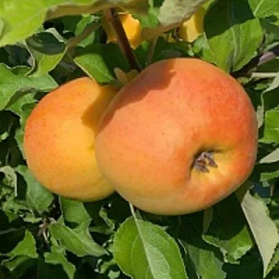 Яблоня АНТОНОВКА ЗОЛОТАЯ  Яблоня АНТОНОВКА ЗОЛОТАЯ в Липецке