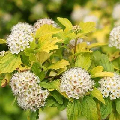 Пузыреплодник АНГЕЛ ГОЛД  Пузыреплодник АНГЕЛ ГОЛД в Липецке