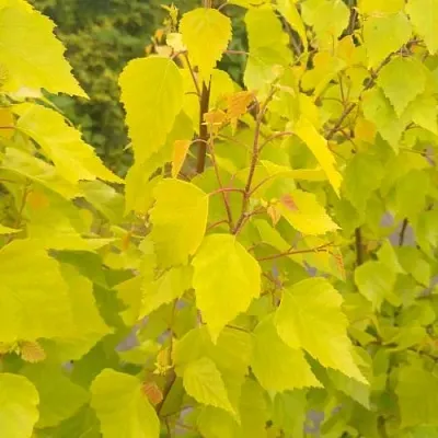 Берёза ГОЛДЕН ОБЕЛИСК повислая  в Липецке