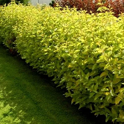 Комплект ДАРТС ГОЛД в Липецке