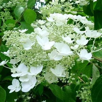 Гортензия УАЙТ ДОМ древовидная  Гортензия УАЙТ ДОМ древовидная в Липецке