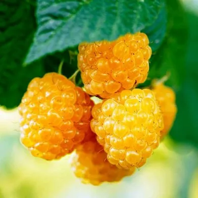 Малина МЕДОВАЯ в Липецке