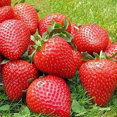 Клубника ЭЛИАНЕ  Клубника ЭЛИАНЕ в Липецке