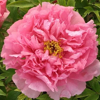 Пион СЕРЕБРИСТЫЙ РУЧЕЙ древовидный  Пион СЕРЕБРИСТЫЙ РУЧЕЙ древовидный в Липецке