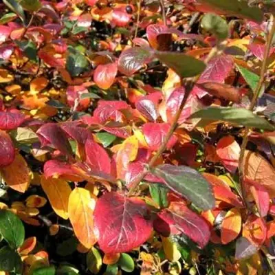 Кизильник блестящий — описание сорта Кизильник блестящий в Липецке