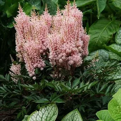 Астильба ЛУК ЭТ МИ японская  Астильба ЛУК ЭТ МИ японская в Липецке