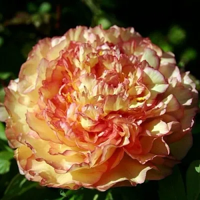 Пион ЗОЛОТАЯ РОССЫПЬ древовидный  Пион ЗОЛОТАЯ РОССЫПЬ древовидный в Липецке