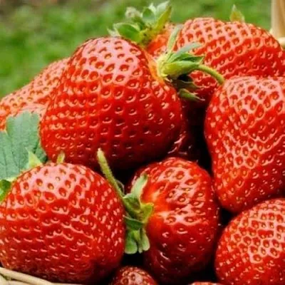 Клубника ФЛОРЕНС в Липецке