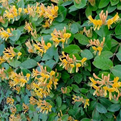 Жимолость ТЕЛЬМАНА в Липецке