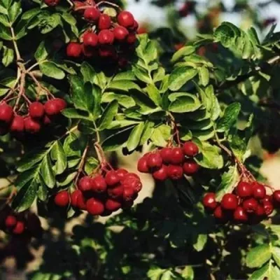 Рябина РУБИНОВАЯ сладкоплодная — описание сорта Рябина РУБИНОВАЯ сладкоплодная в Липецке