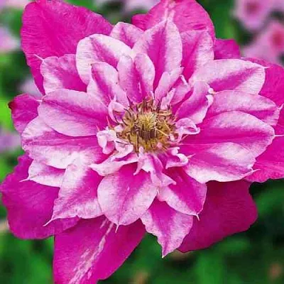 Клематис МАЙ ДАРЛИНГ   Клематис МАЙ ДАРЛИНГ  в Липецке