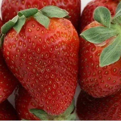 Клубника ФЛАМИНИЯ в Липецке