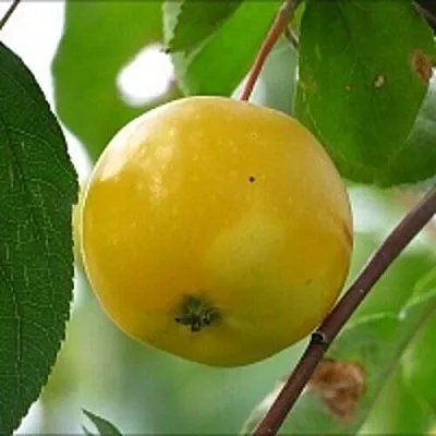 Яблоня КИТАЙКА ЖЁЛТАЯ колонновидная  Яблоня КИТАЙКА ЖЁЛТАЯ колонновидная в Липецке