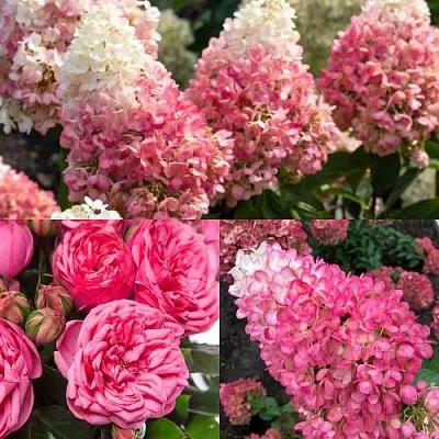 Комплект МАЛИНОВЫЙ ДЕСЕРТ в Липецке