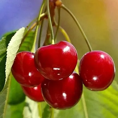 Черешня ТЕРЕМОШКА  Черешня ТЕРЕМОШКА в Липецке