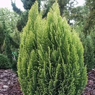 Кипарисовик ЭЛВУДИ ЭМПАЙР лавсана  Кипарисовик ЭЛВУДИ ЭМПАЙР лавсана в Липецке