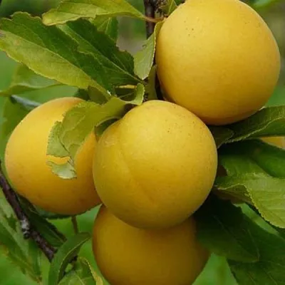 Слива СОЛНЫШКО в Липецке